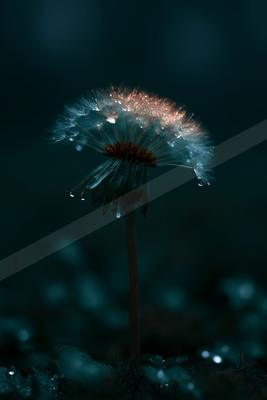A moody macro nature scene of flowers.