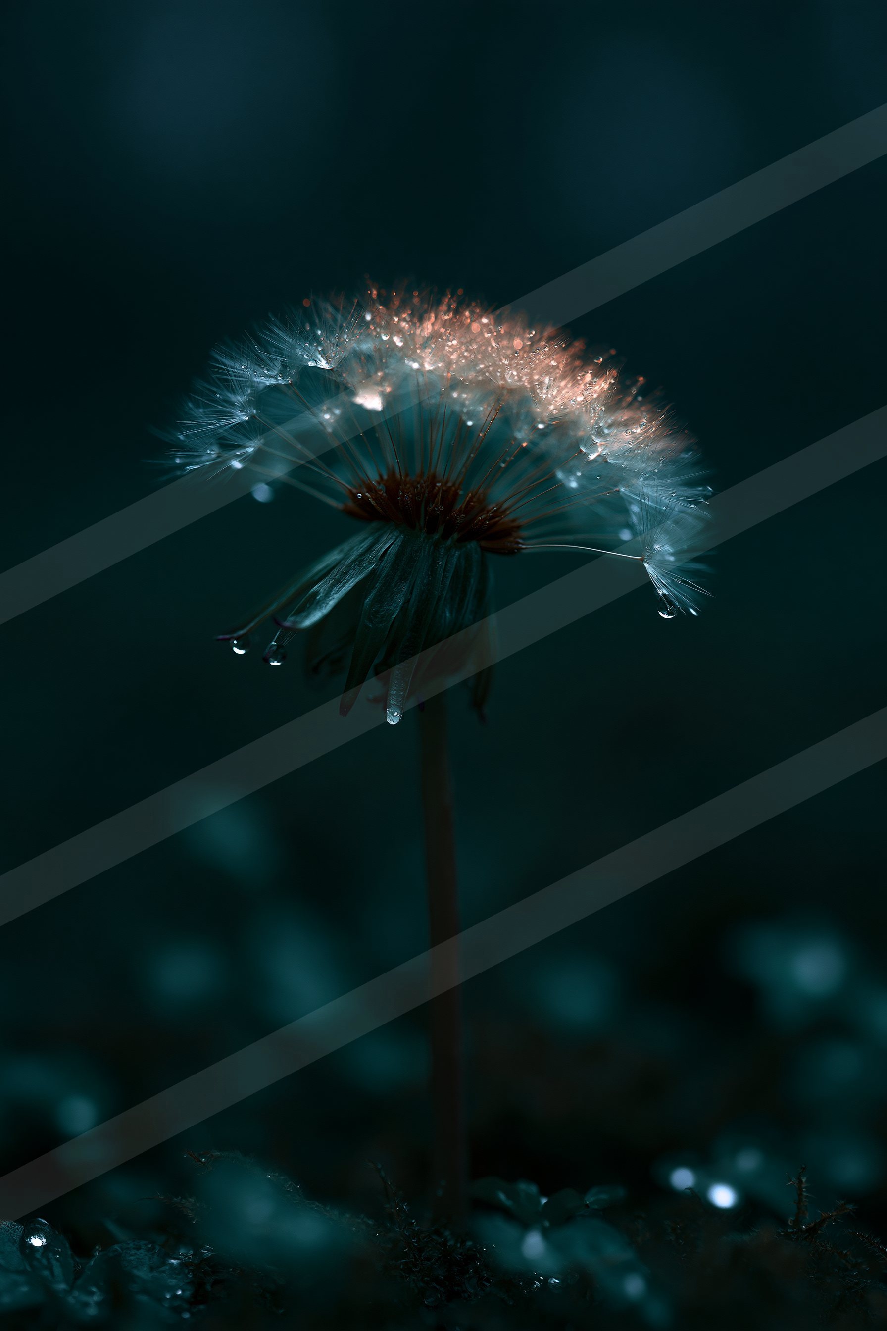 A dandelion seed head glistens with dew drops against a dark, moody background.