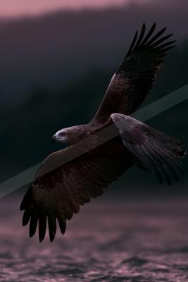 A large bird of prey with dark brown feathers and a white head flies low over rippling water with its wings fully spread against a dusky purple sky.