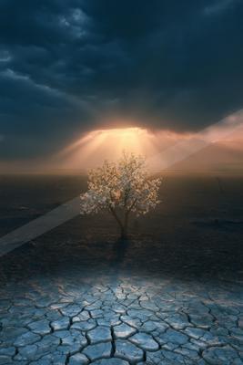 A serene nature scene of trees, fog.