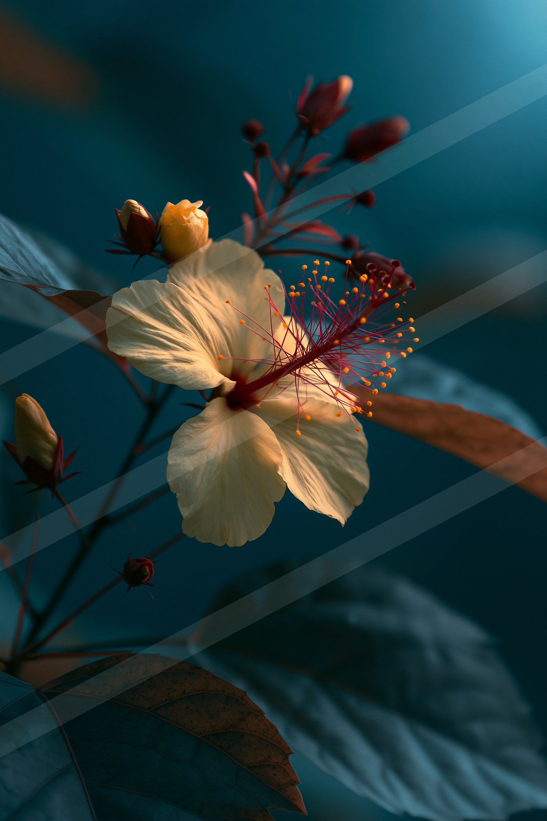 A close-up view of a cream-colored hibiscus flower with prominent red stamens, surrounded by unopened buds and dark leaves against a deep blue background.