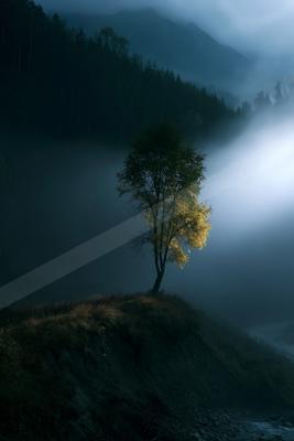 A serene nature scene of trees, fog.