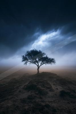 A dramatic nature scene of trees, storm.