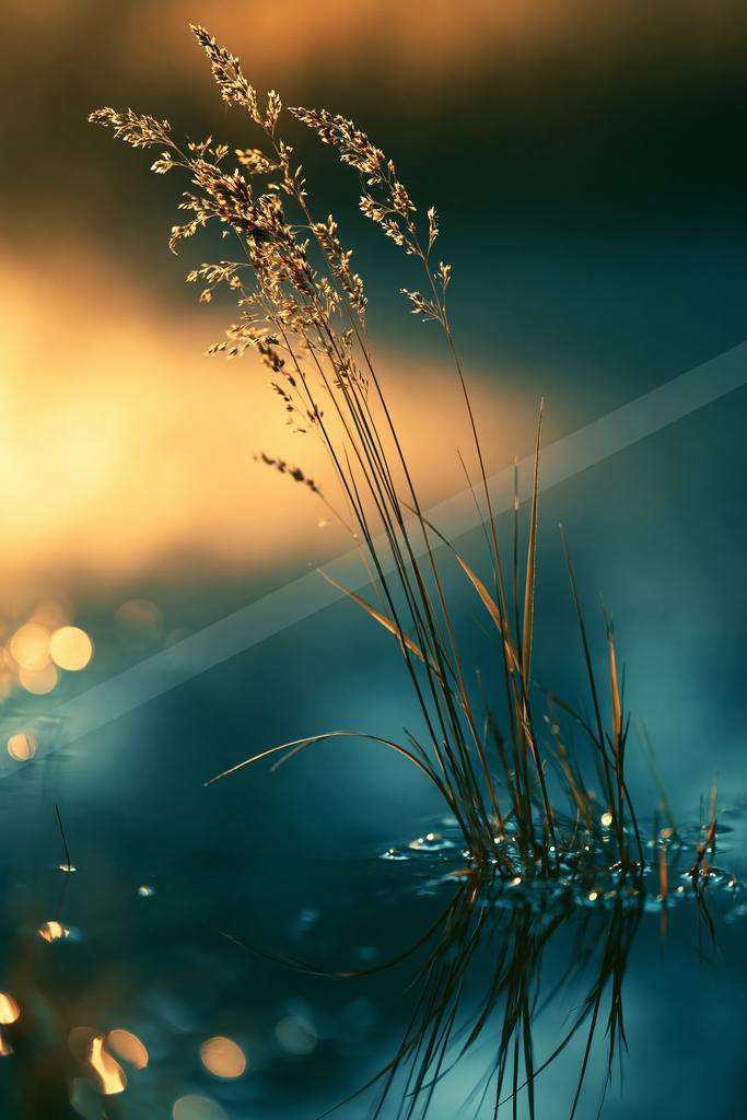 A golden hour nature scene of flowers, field.
