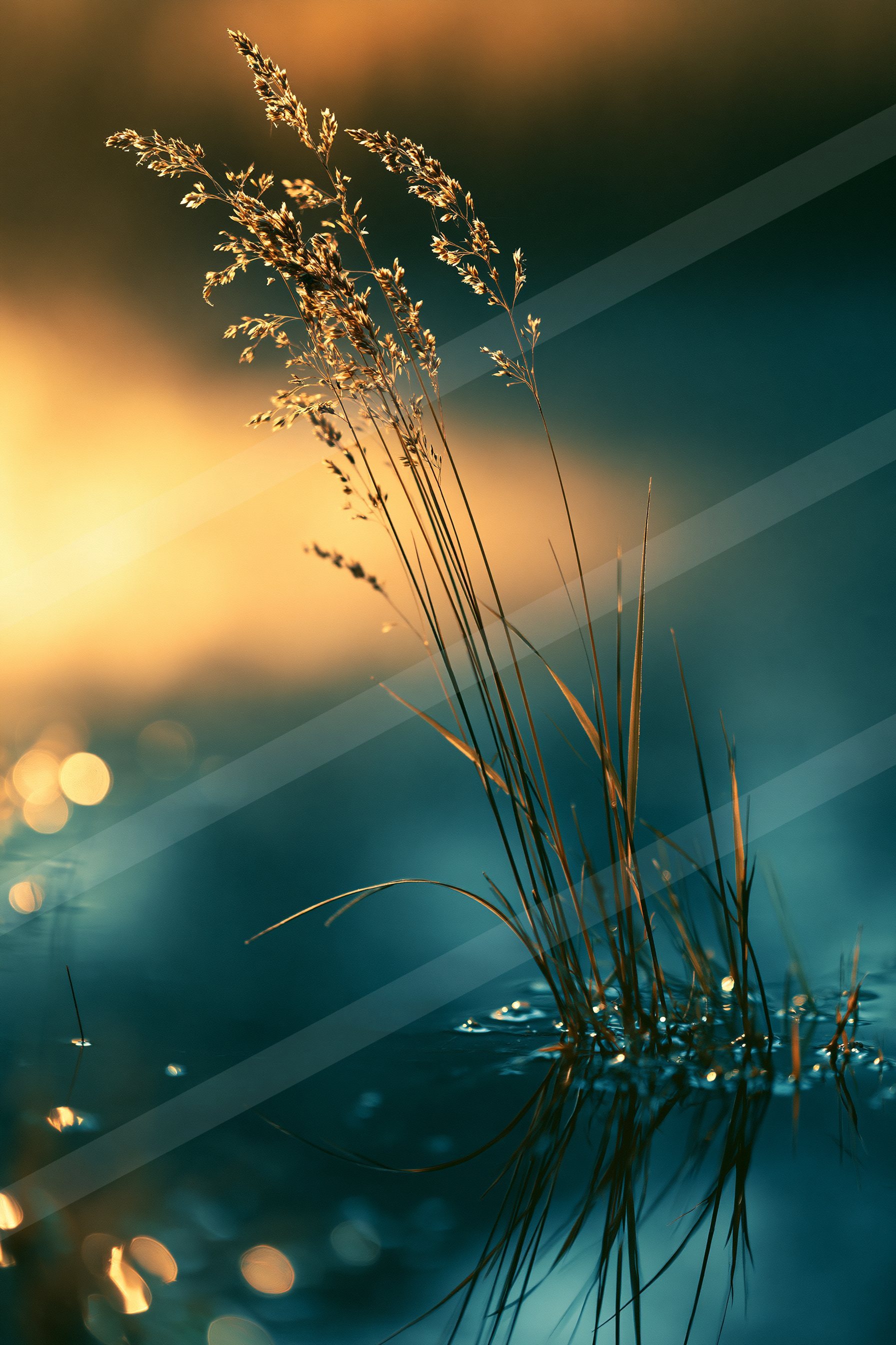 An ethereal macro water scene of a pond, reflection.