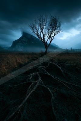 A moody nature scene of trees.