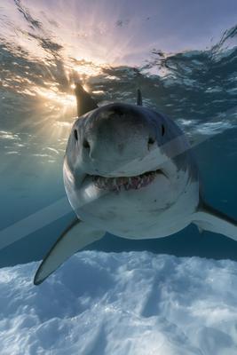 A great white shark swims directly toward the camera with its mouth open, revealing sharp teeth, under a sunlit ocean surface with rays piercing the water.