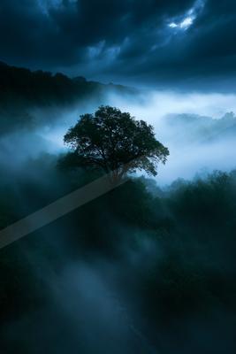 An ethereal high contrast nature scene of an oak tree, fog.