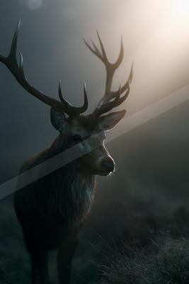 A black-toned moody photograph of ibex, gazelle, hartebeest.
