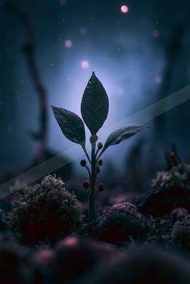 A night bokeh nature scene of plants, trees.