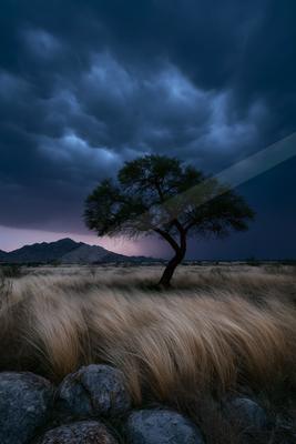 A blue hour long exposure nature scene of trees, storm, field.