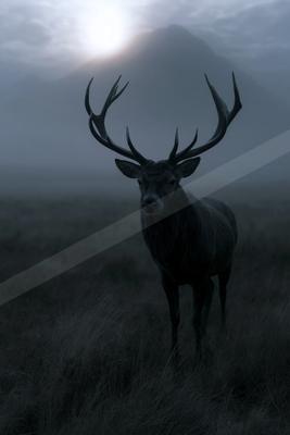 A large male deer with impressive antlers stands in a foggy grassy field with mountains in the background.