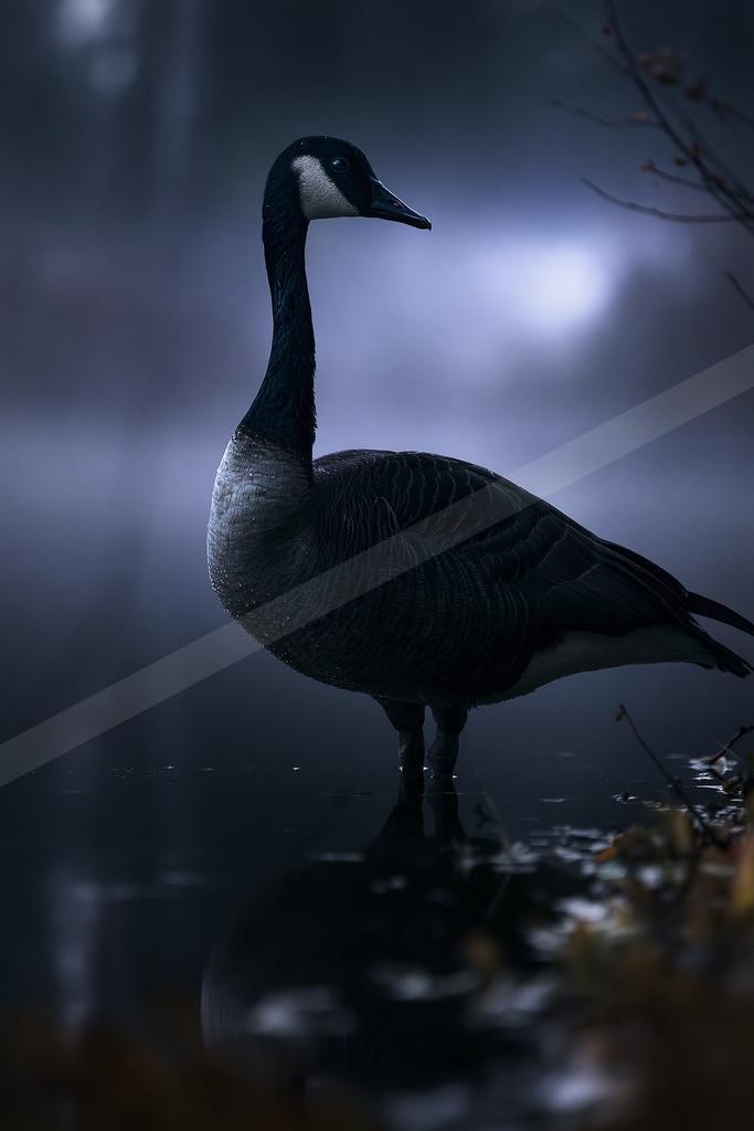 A moody wildlife photo of bird, wildlife.