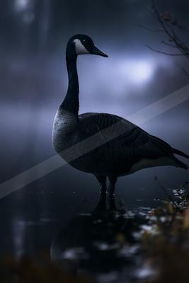 A moody wildlife photo of bird, wildlife.