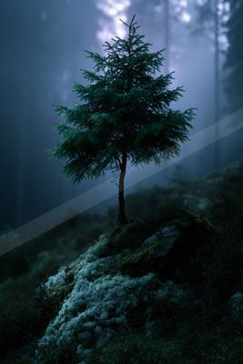 A solitary young evergreen tree stands on a moss-covered rocky outcrop in a dark, foggy forest at night, with tall trees faintly visible in the background.