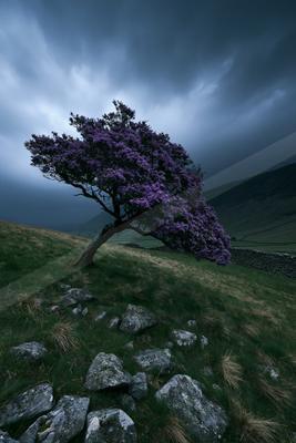 A dramatic nature scene of trees.