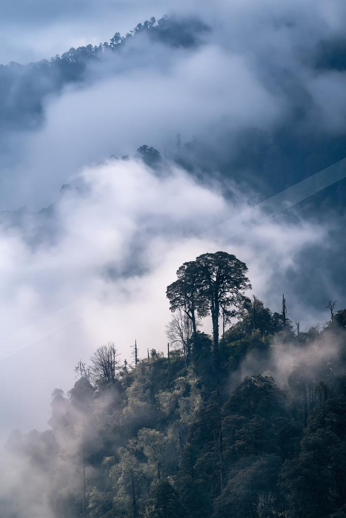 A serene forest landscape shrouded in mist, featuring a prominent tall tree surrounded by dense foliage and rolling clouds.
