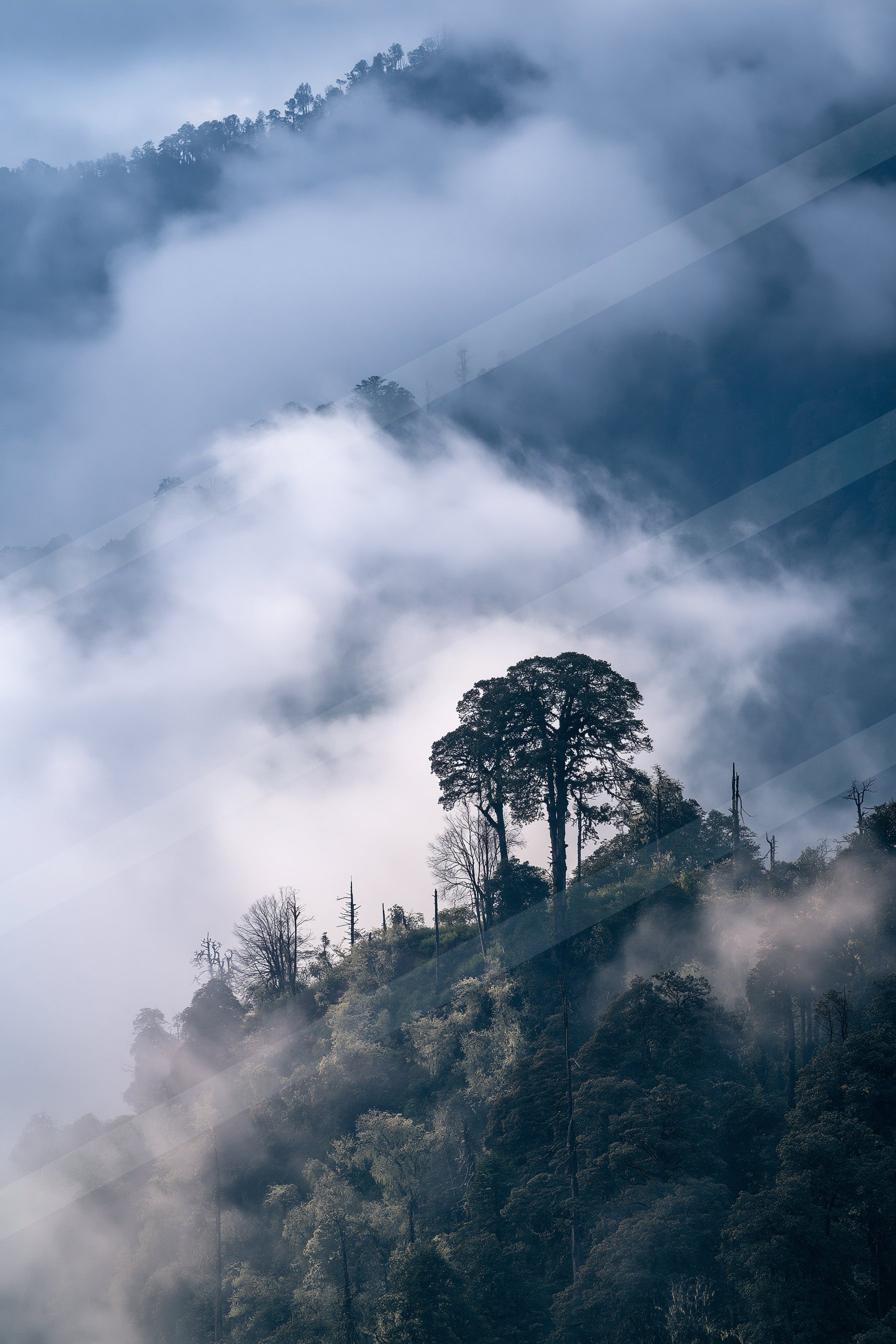 A serene forest landscape shrouded in mist, featuring a prominent tall tree surrounded by dense foliage and rolling clouds.