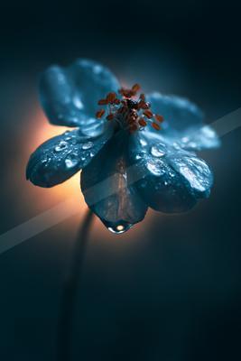 A moody nature scene of flowers.