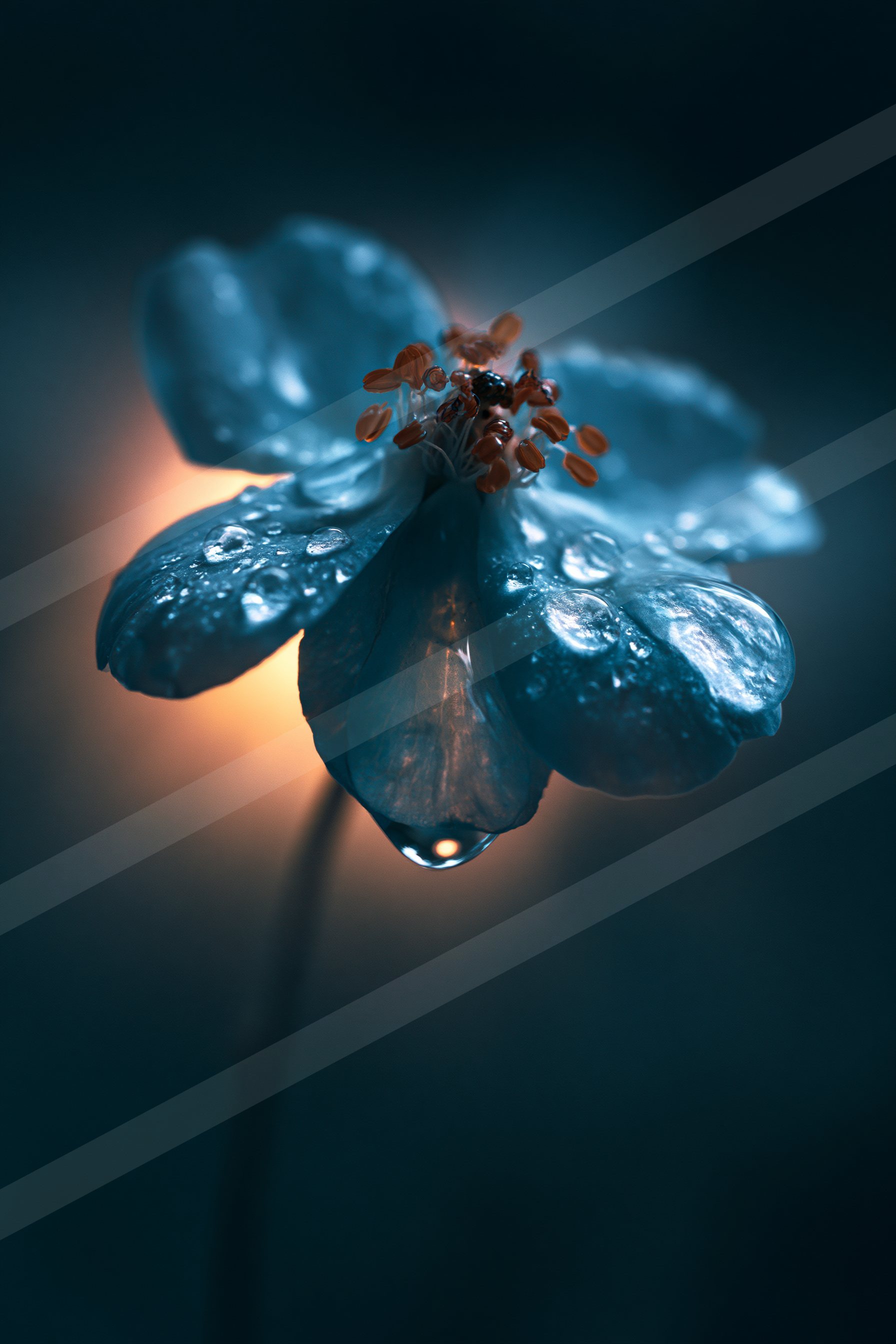 A blue hour macro nature scene of a cherry blossom, water drops.