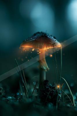 A golden hour wildlife photo of wildlife.