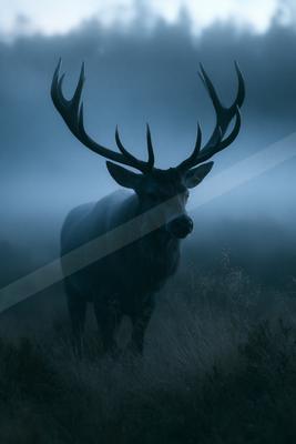 A black-toned moody photograph of bison, ox, hartebeest.
