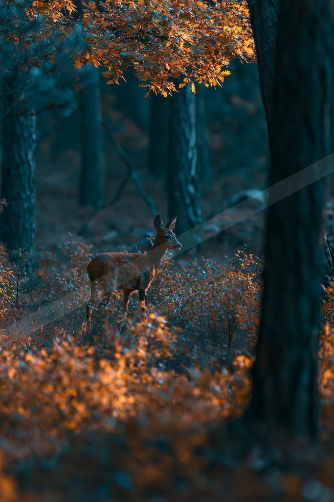 A moody wildlife photo of wildlife.