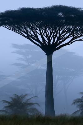 A serene nature scene of trees, palm tree, fog.