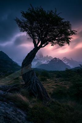 A dramatic nature scene of trees.