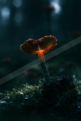 A moody nature scene of flowers.