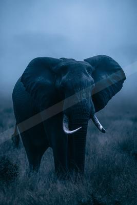Elephant.