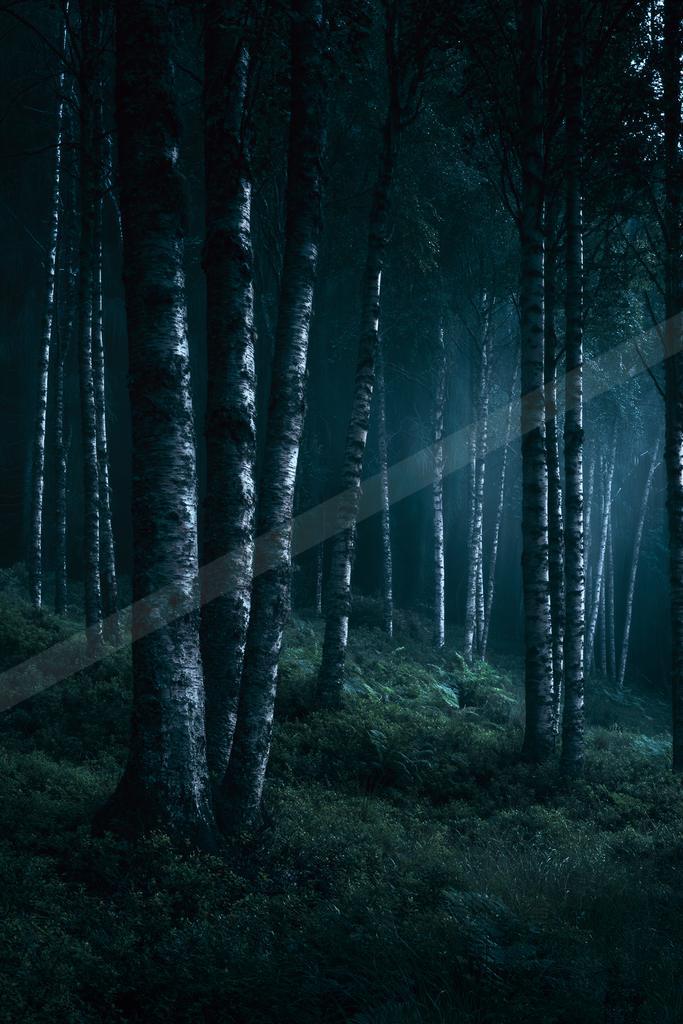A night nature scene of forest, fog.