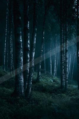 A night nature scene of forest, fog.