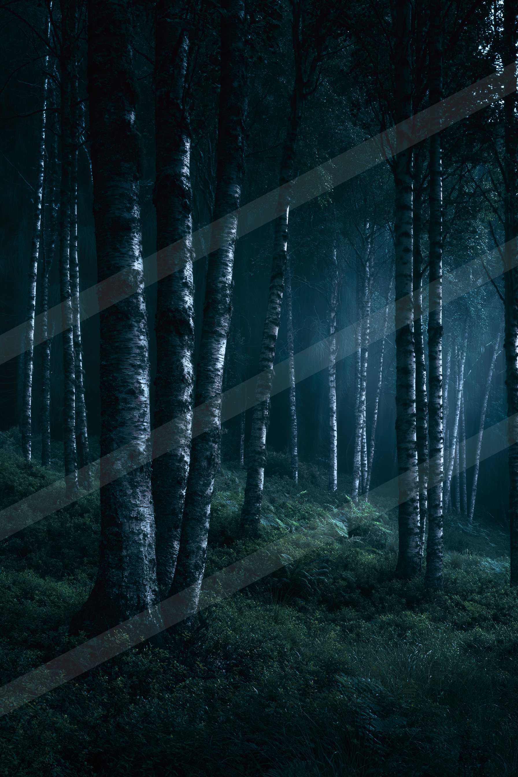 A mysterious nature scene of a forest, fog.