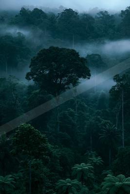 A moody nature scene of forest, trees.