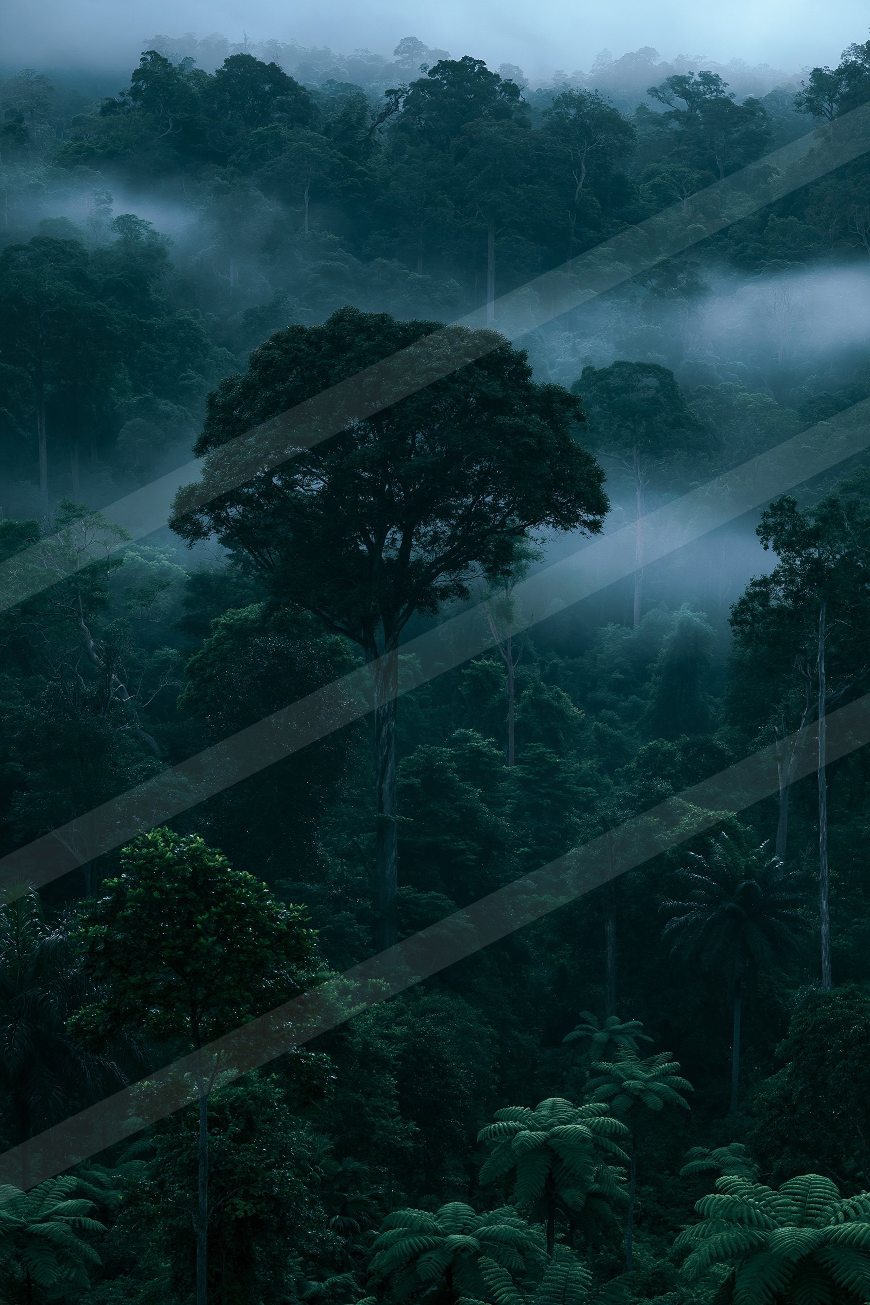 A moody high contrast nature scene of a forest, fog.
