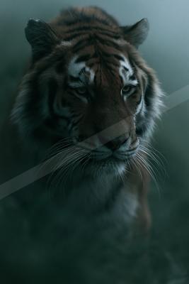 A tiger with orange and black stripes stares directly at the camera, its face filling the frame against a foggy background.
