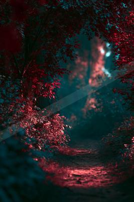 A moody nature scene of forest, trees, bridge.