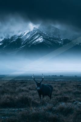 A night wildlife photo of wildlife, mountains.