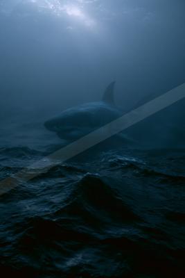A large great white shark swims near the turbulent surface of the dark blue ocean, with sunlight filtering down from above creating an atmospheric and dramatic 