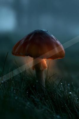 A night still life.