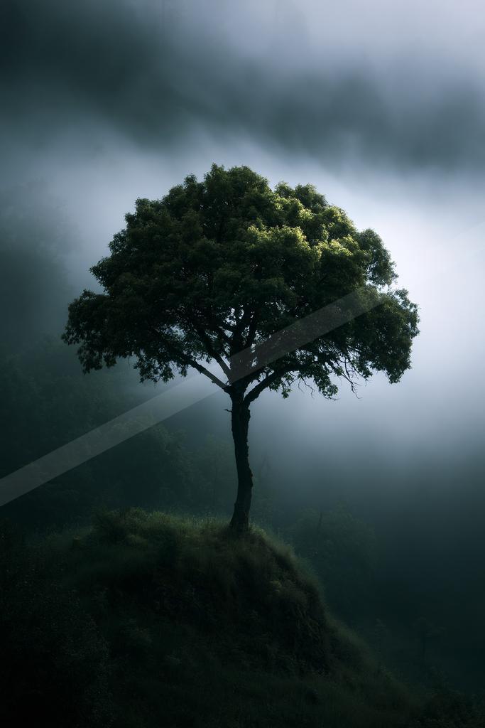 A solitary green tree stands on a grassy hilltop surrounded by thick white fog and dark forested hills.