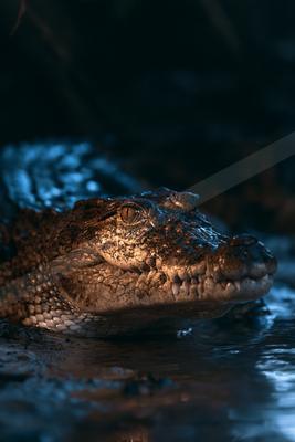 A moody wildlife photo of wildlife.