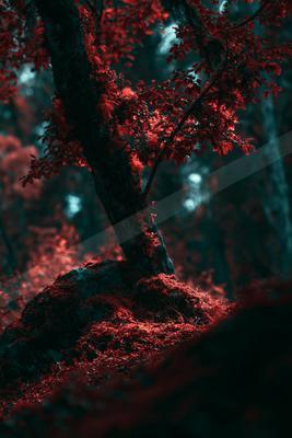 A moody nature scene of forest, trees.