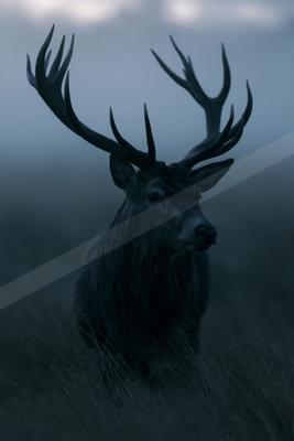 A large male deer with impressive antlers stands in a foggy grassy field, looking to the right with a calm expression.