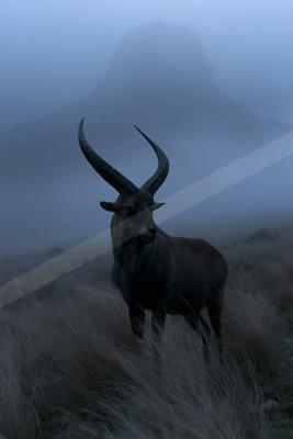 A dark ibex with large curved horns stands alert in tall dry grass, surrounded by thick fog with a large mountain silhouette in the background.