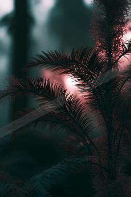 A night nature scene of plants, forest, trees.