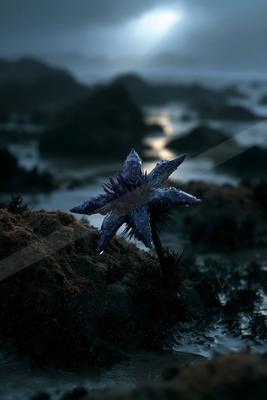 A moody wildlife photo of bird.