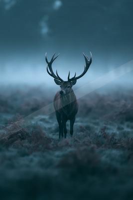 A moody wildlife photo of wildlife, fog.