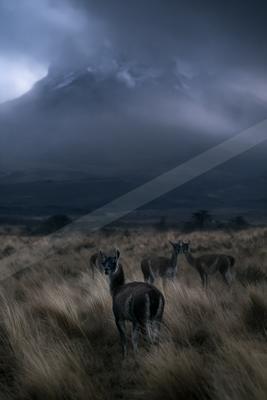 A night wildlife photo of wildlife, storm, mountains.
